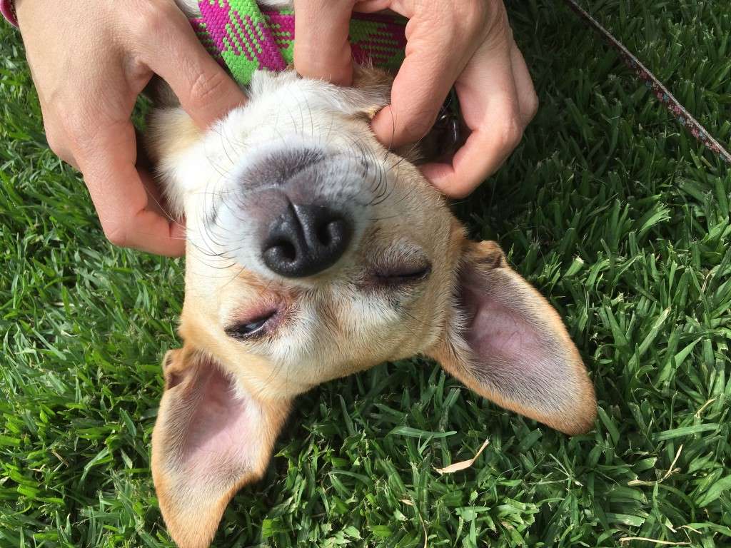 un chien entrain de se faire masser