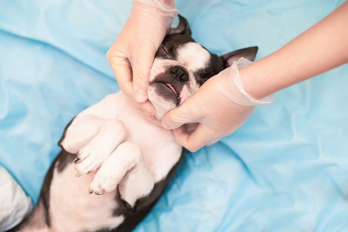 Massage canin et acupression