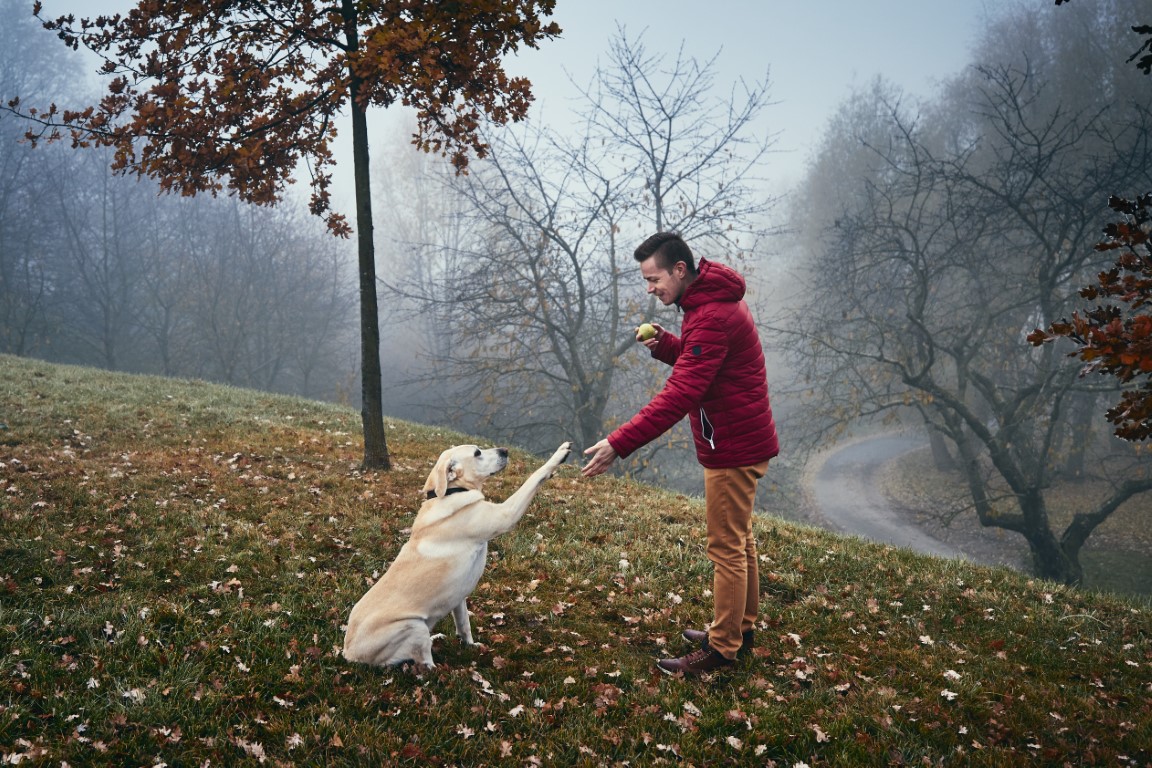 chien donnant la patte à son maître