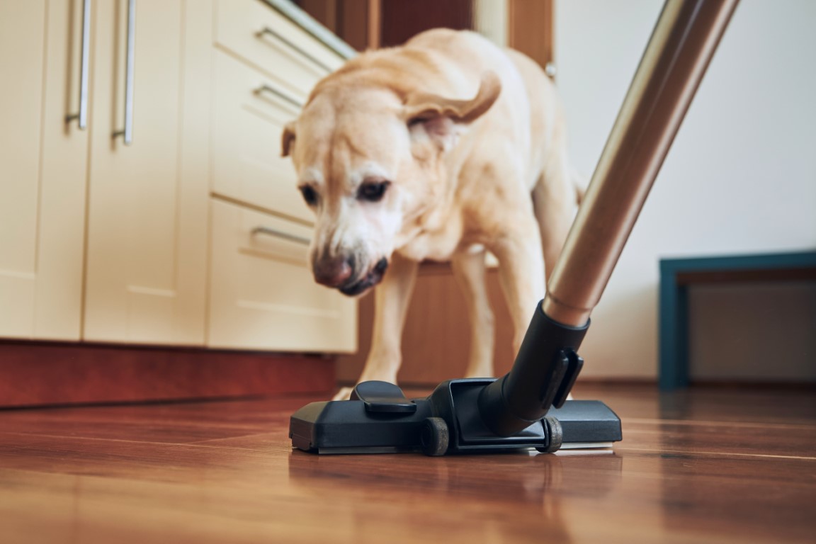 chien qui aboie à un aspirateur