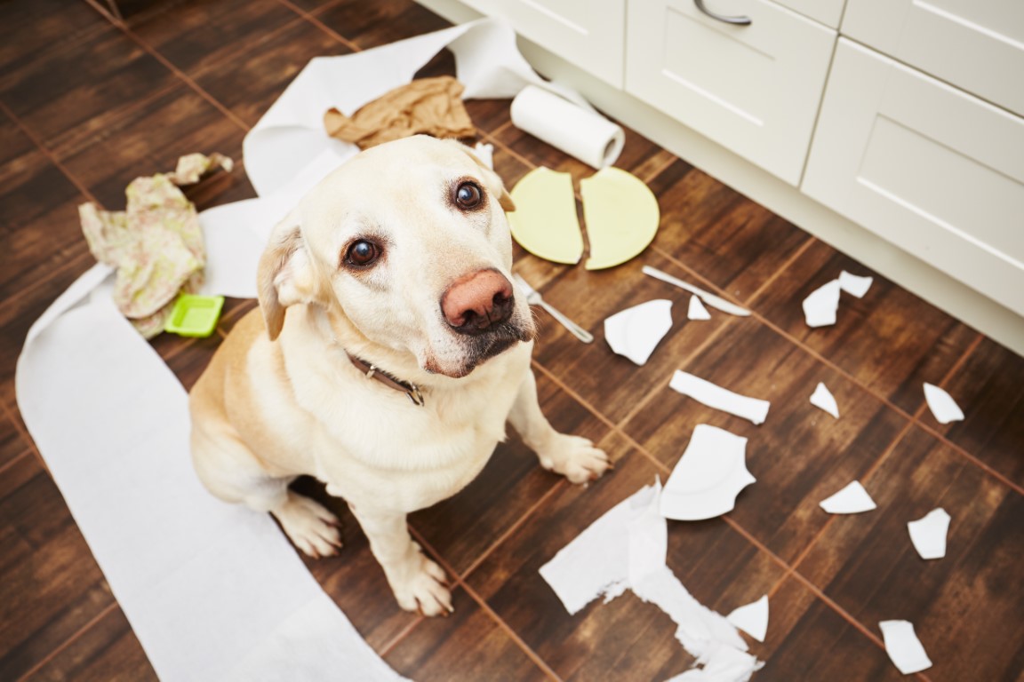 chien qui a fait des bêtises