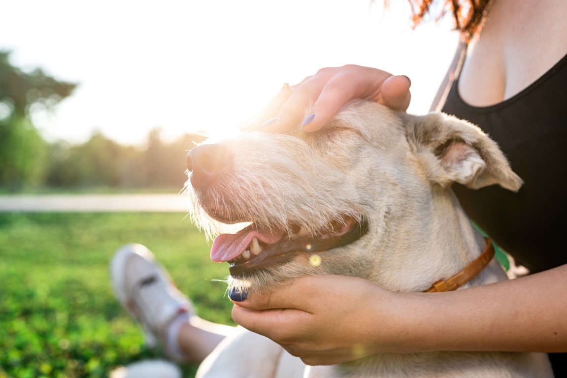 massage d'un chien en pleine nature