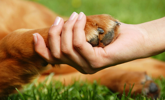 Soins énergétiques pour animaux : comment ça marche ?