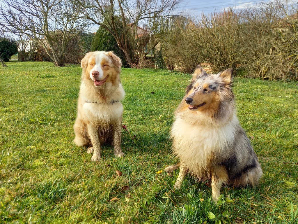 Deux chiens assis dans l'herbe