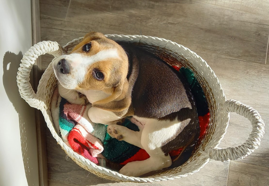 Chiot de race Beagle, couché en rond dans un panier