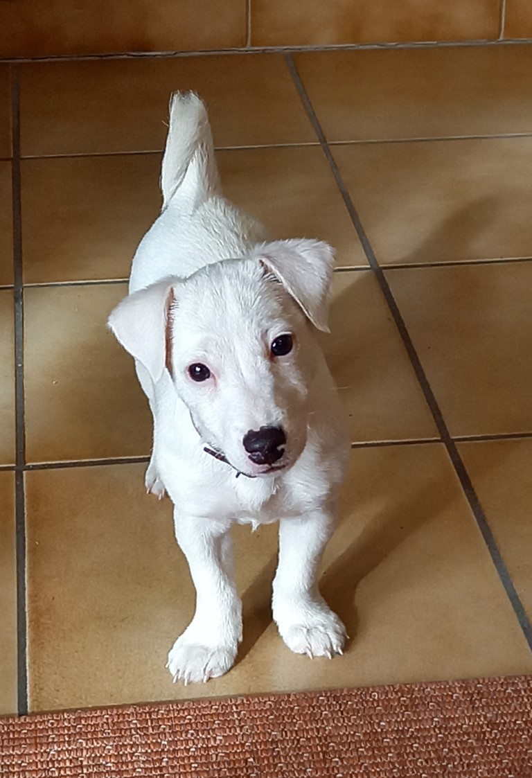 Un chiot Jack Russel Terrier de 2 mois