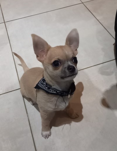 Chiot Chihuahua de 2 mois, avec un petit collier bandanas