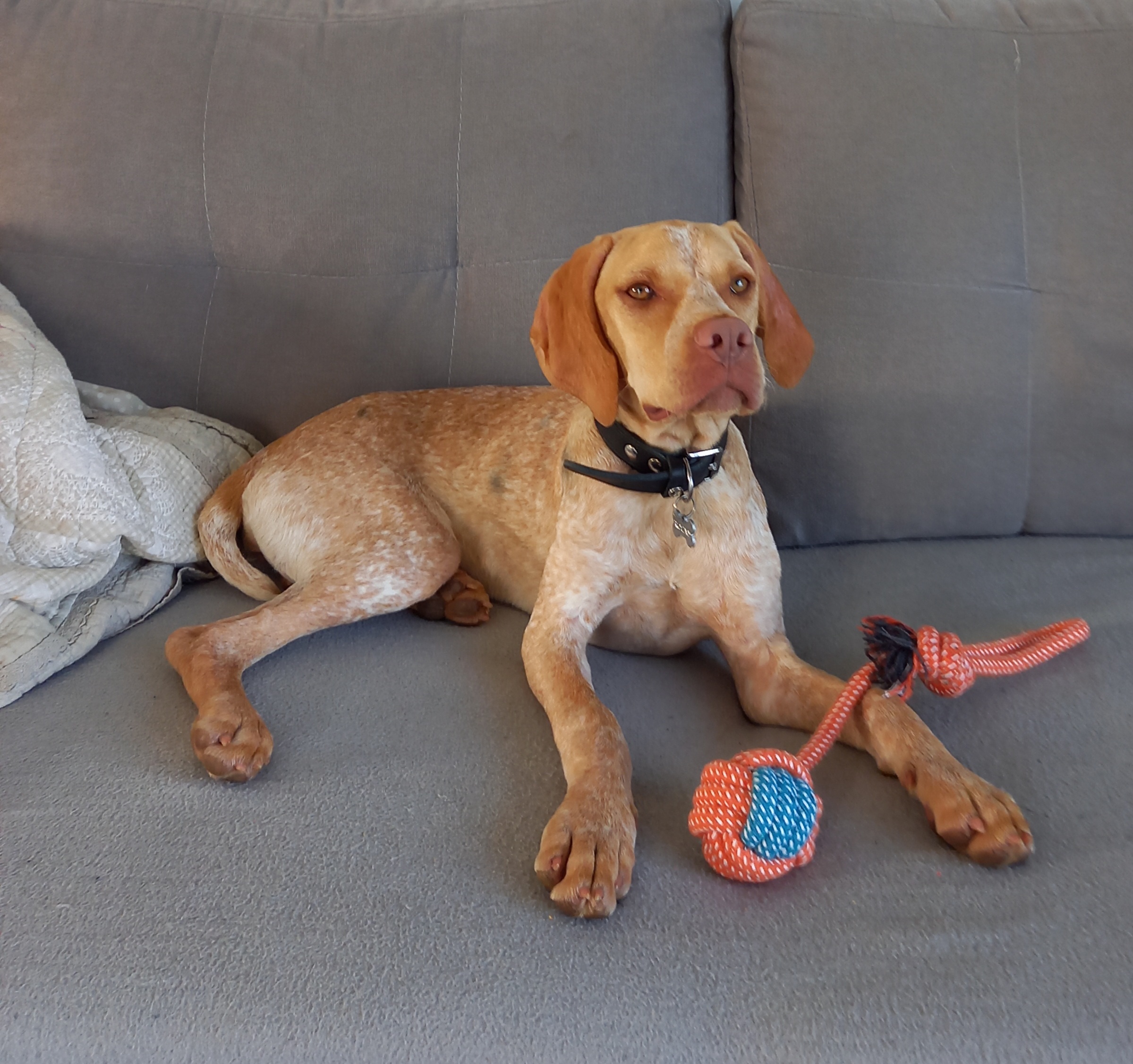 Jeune chien dee chasse couché avec son jouet