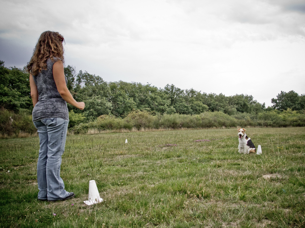 Comment devenir et être un bon leader aux yeux de votre chien ?