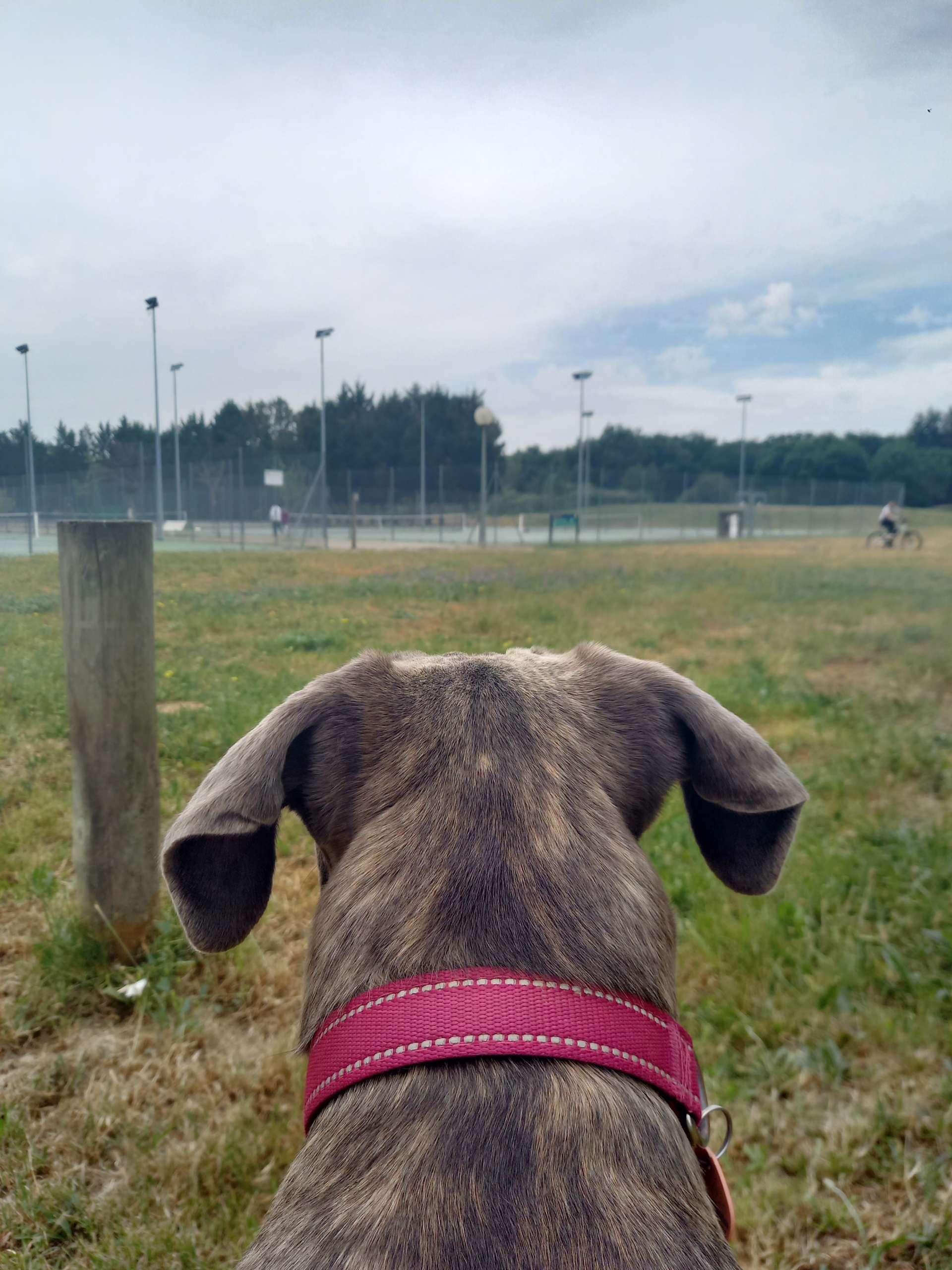 Où promener son chien à Toulouse ?