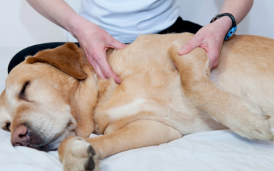 Massage canin : quels bienfaits pour votre chien ?