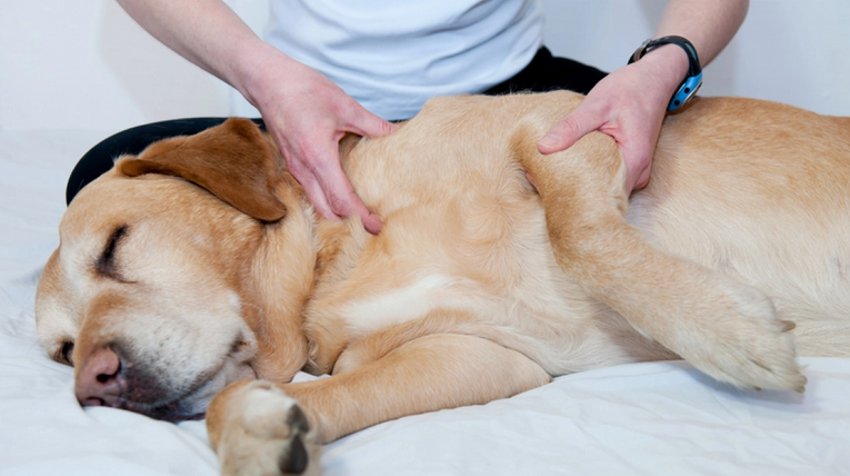 chien qui a fait des bêtises