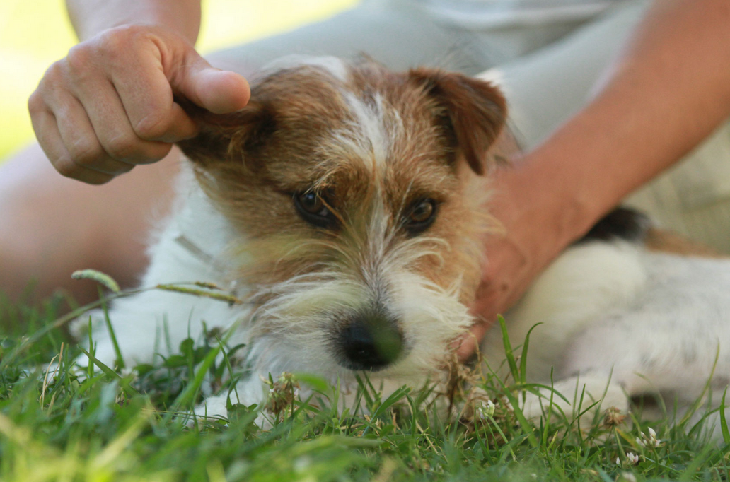 Un maître et son chien en plein exercice