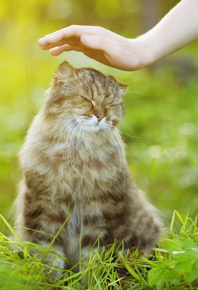 massage d'un chien en pleine nature