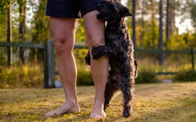 Comment faire en sorte que votre chien arrête de vous chevaucher la jambe ?