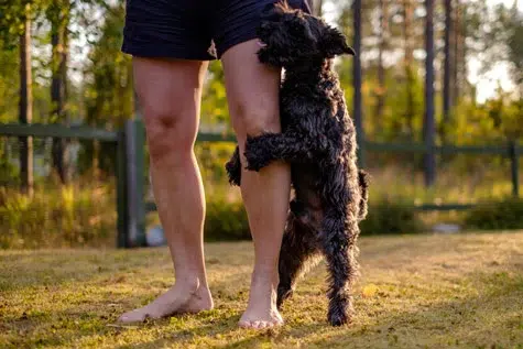 Comment faire en sorte que votre chien arrête de vous chevaucher la jambe ?