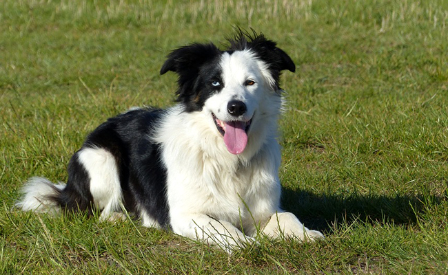 LE BORDER COLLIE BLANC