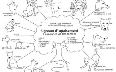 Signaux d’apaisement chez le chien : Comprendre et interpréter le langage corporel de votre chien