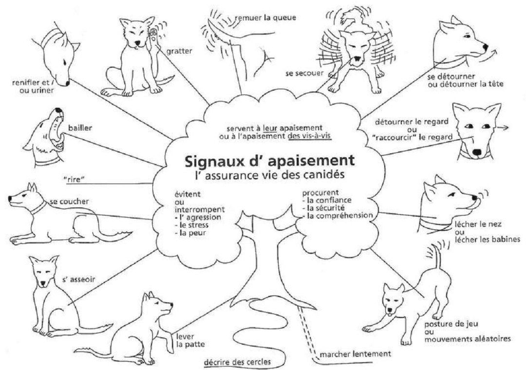 Signaux d'apaisement chez le chien : Comprendre et interpréter le langage corporel de votre chien