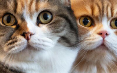 Chat mâle ou chat femelle : Comment faire le bon choix pour votre foyer ?