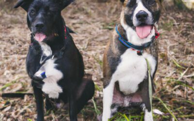 Mâle ou femelle : Quel genre de chien choisir ?