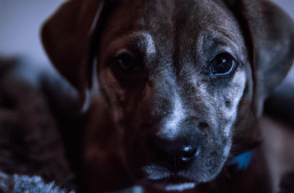 Surmonter le Puppy Blues : Comment aider les nouveaux propriétaires de chiots à retrouver la joie dans leur nouvelle vie canine ?