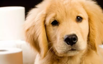 Éducation canine : À quel âge peut-on mettre un harnais à son chien ?
