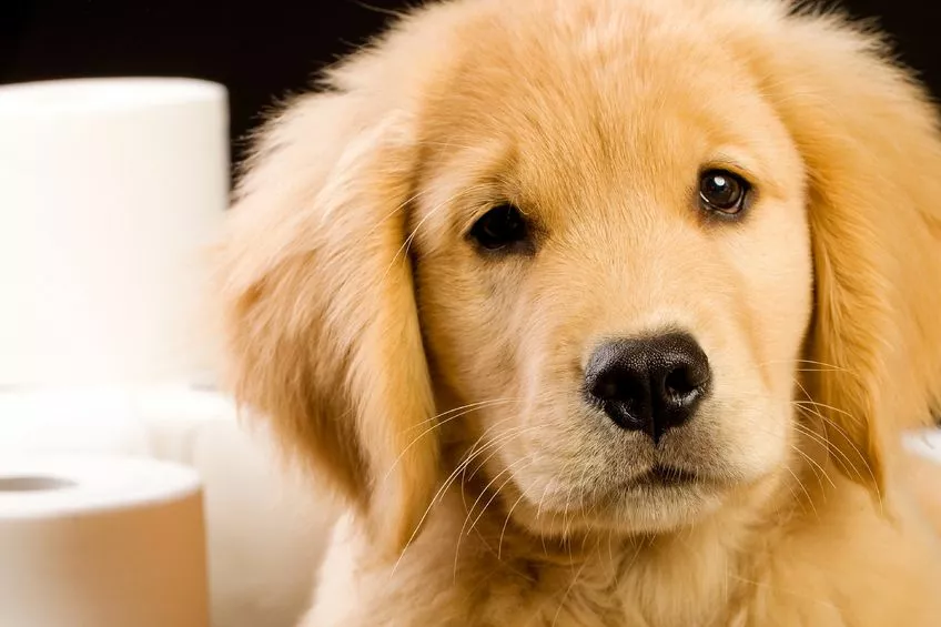 Éducation canine : À quel âge peut-on mettre un harnais à son chien ?