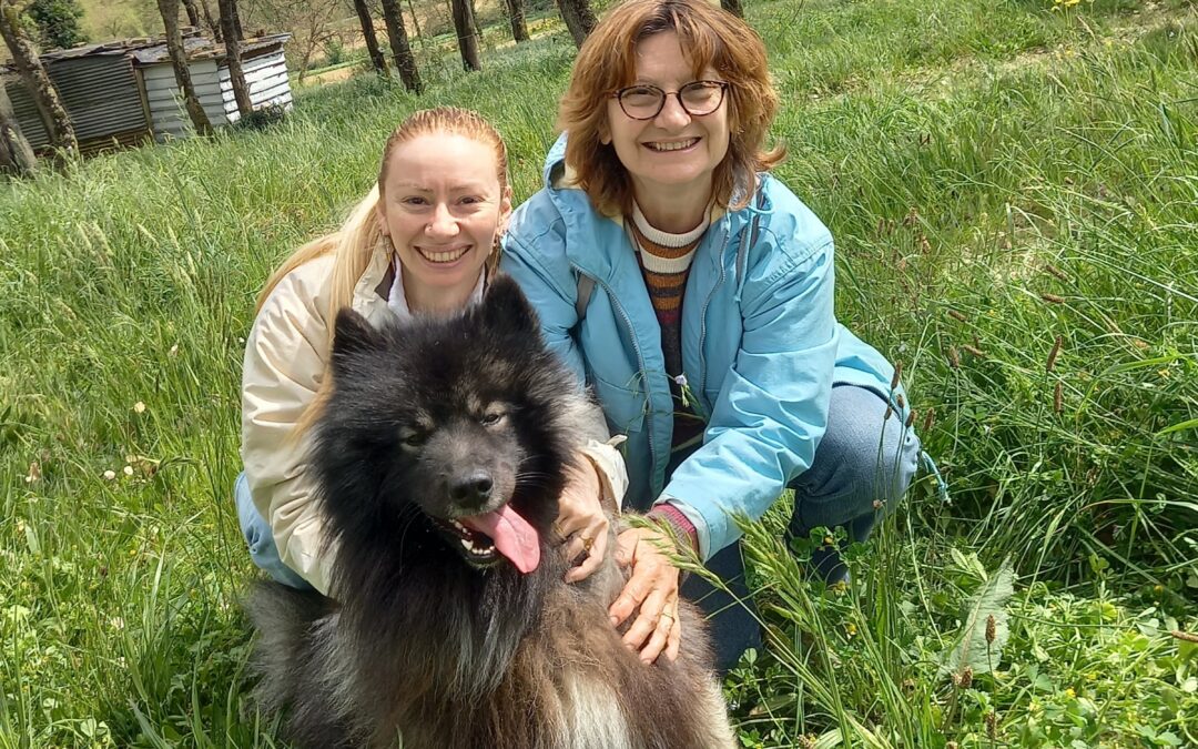 Chien Spitz Loup heureux de jouer avec des 2 humaines dans un grand champ d'herbe vertes