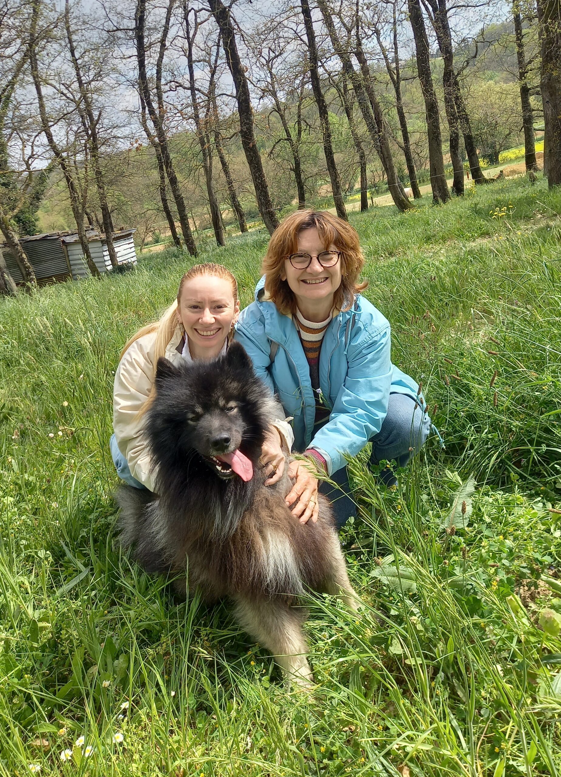 Chien Spitz Loup heureux de jouer avec des 2 humaines dans un grand champ d'herbe vertes