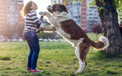 Mon chien saute sur tous les humains, guide pour le faire arrêter ce comportement.