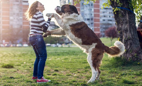 Chien Saint Bernard qui saute sur une femme