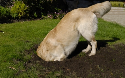 Mon chien creuse des trous dans le jardin, comment faire pour qu’il arrête.