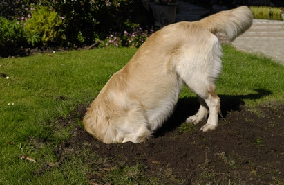 Golden Labrador en train de creuser un gros tour dans la terre