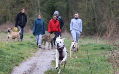 Gérer les croisements avec les congénères en balade, avec un chien réactif