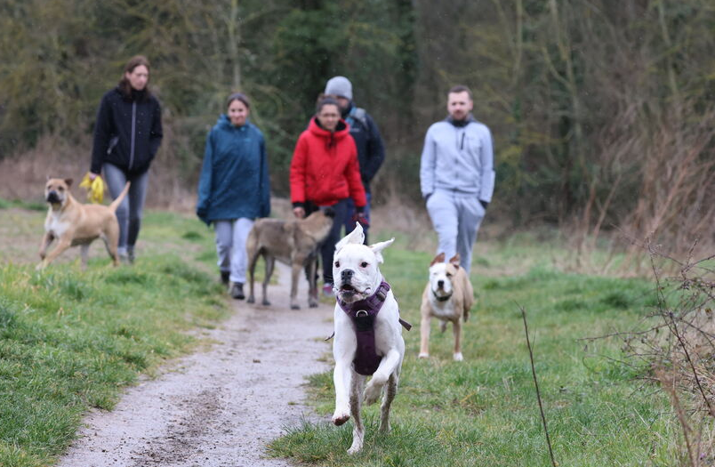 Groupe de chien libre face à un chien réactif congénères