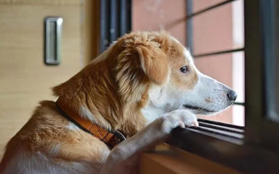 Apprendre la solitude à mon chiot/chien