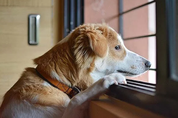 Chien marron et blanc qui regarde par la fenêtre