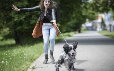 Mon chien tire en laisse : Conseils théoriques et pratiques pour qu’il arrête