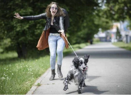 Chien noir et blanc qui tire très fort sur sa laisse. Sa propriétaire est prête à tomber.