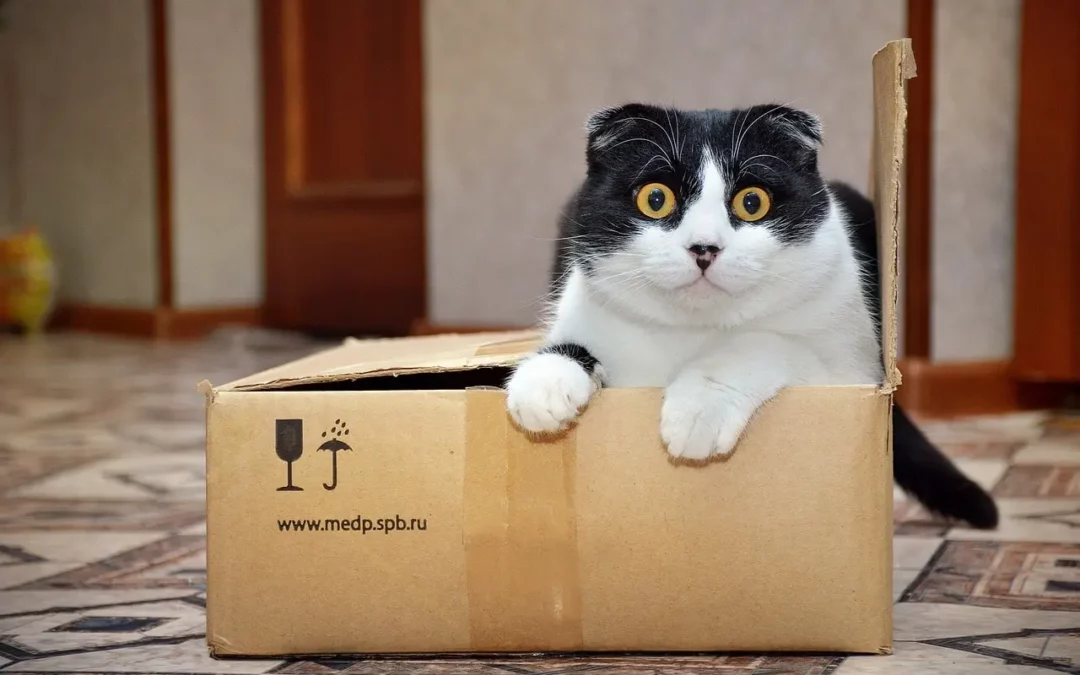 chat dans une boite-min
