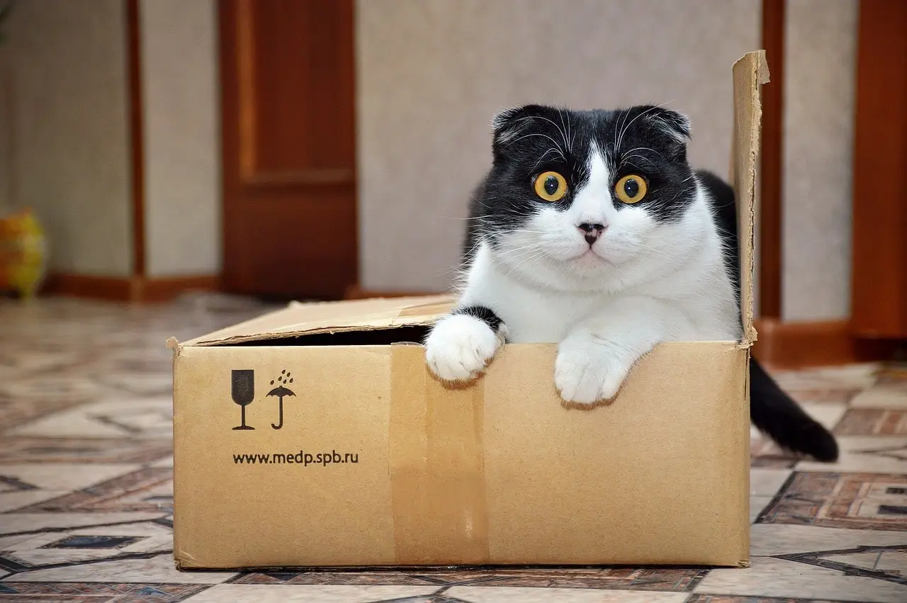 chat dans une boite-min