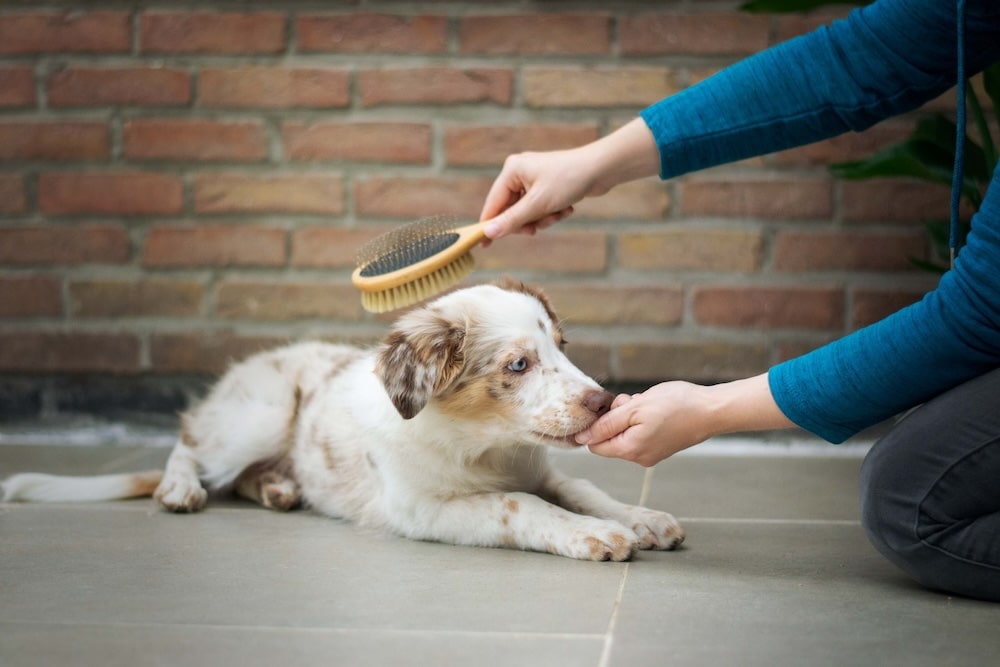 brossage chez le chien