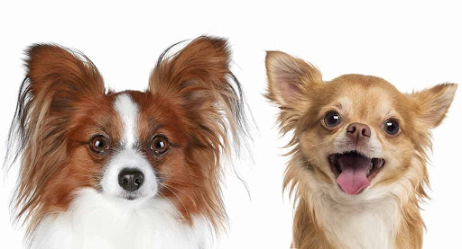 chien papillon croisé chihuahua