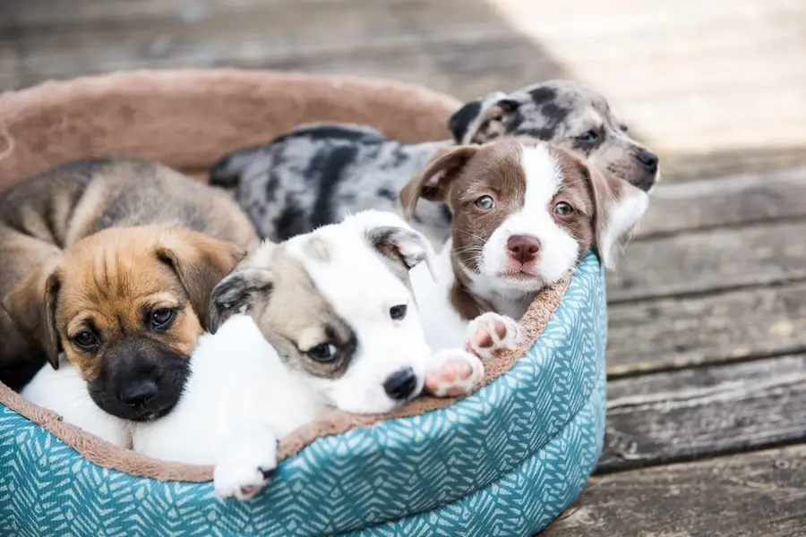 chiens-chiots 2 mois