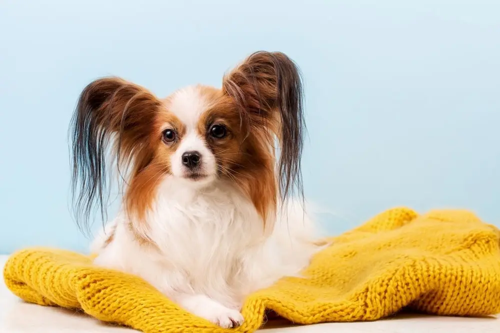 papillon-chien