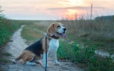 Besoins physiques et psychiques des chiens