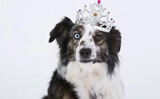 Gérer l’excitation du chien adolescent