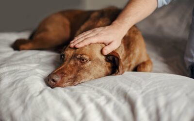 Ou mon chien aime vraiment être caressé !?