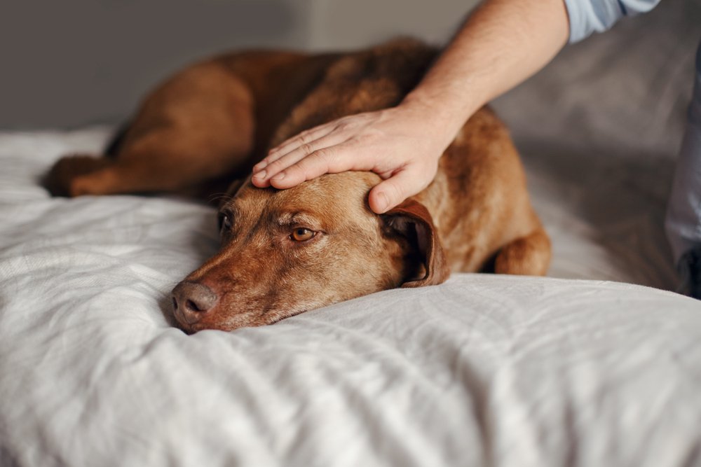 Ou mon chien aime vraiment être caressé !?